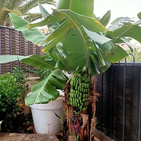 شقة El Arona Mi Jardin بالم مار