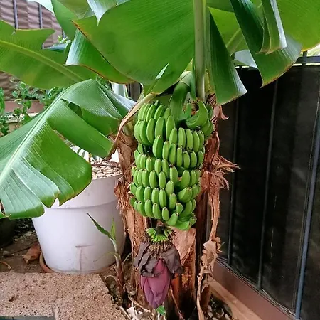El Arona Mi Jardin